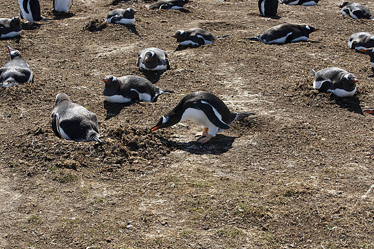 Gentoo Penguin (Pygoscelis papua)