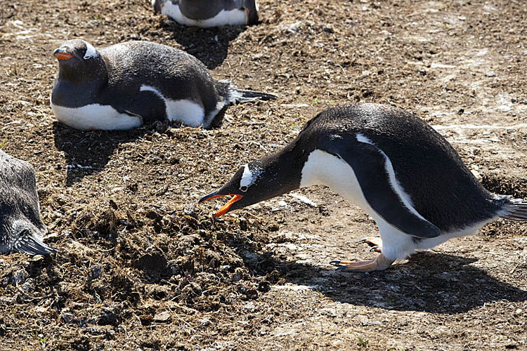 Gentoo Penguin (Pygoscelis papua)