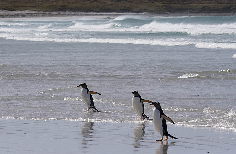 Gentoo Penguin (Pygoscelis papua)