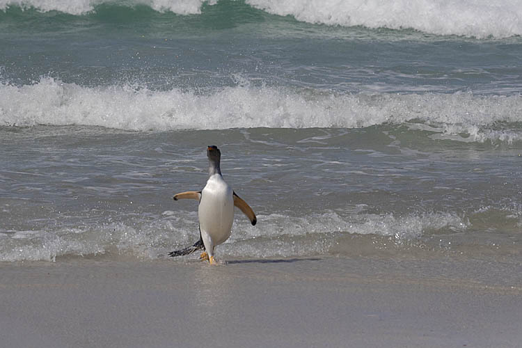 Gentoo Penguin (Pygoscelis papua)