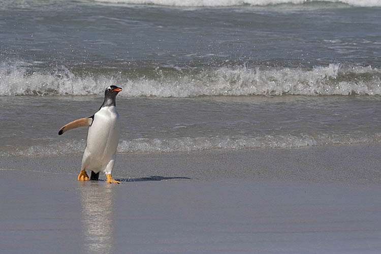 Gentoo Penguin (Pygoscelis papua)