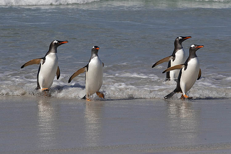 Gentoo Penguin (Pygoscelis papua)