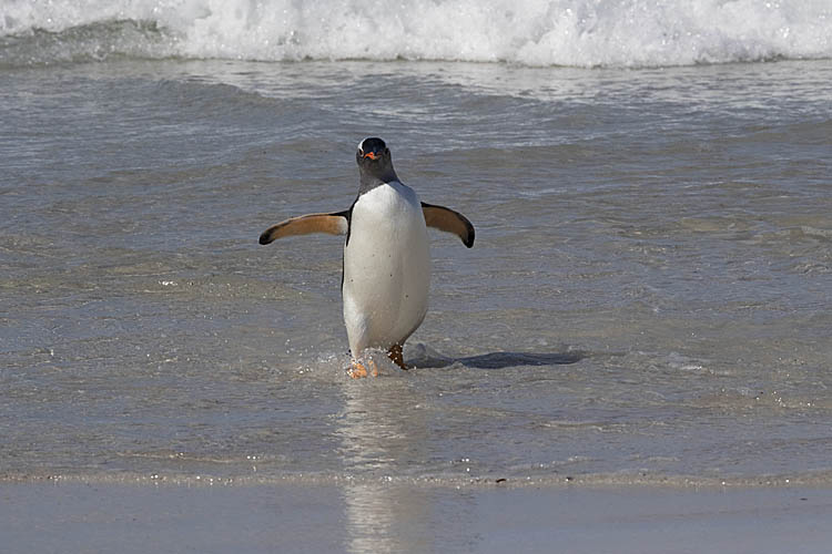 Gentoo Penguin (Pygoscelis papua)