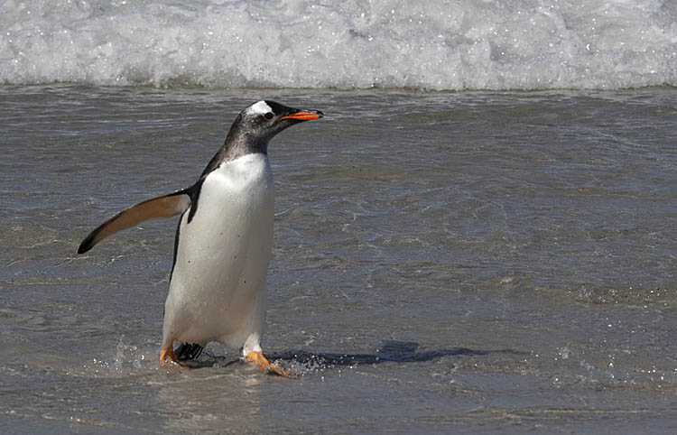 Gentoo Penguin (Pygoscelis papua)