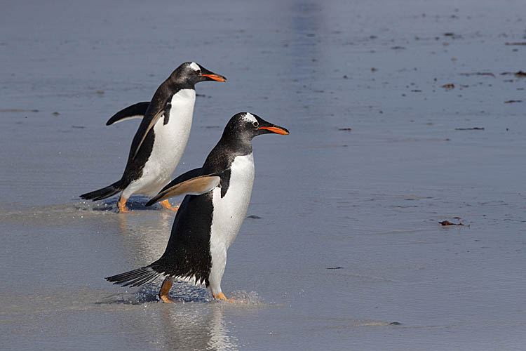 Gentoo Penguin (Pygoscelis papua)