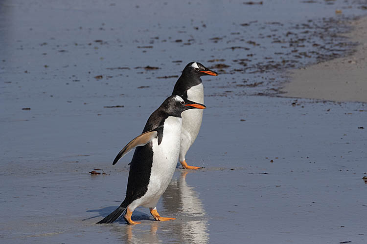 Gentoo Penguin (Pygoscelis papua)