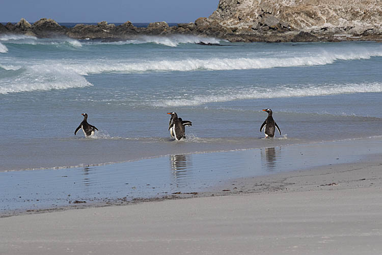 Gentoo Penguin (Pygoscelis papua)