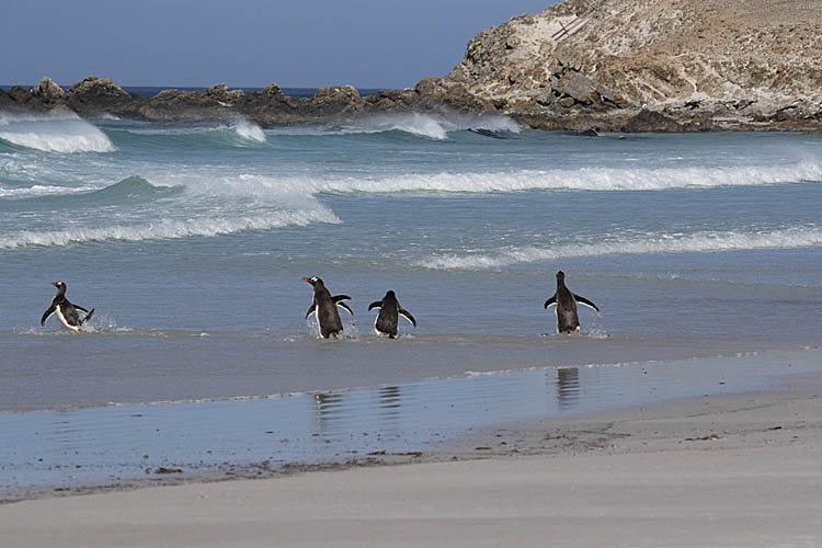 Gentoo Penguin (Pygoscelis papua)