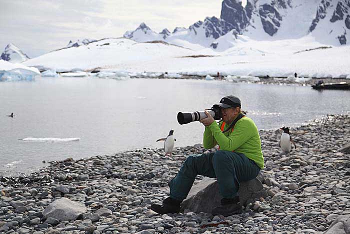 Gentoo Penguin (Pygoscelis papua)