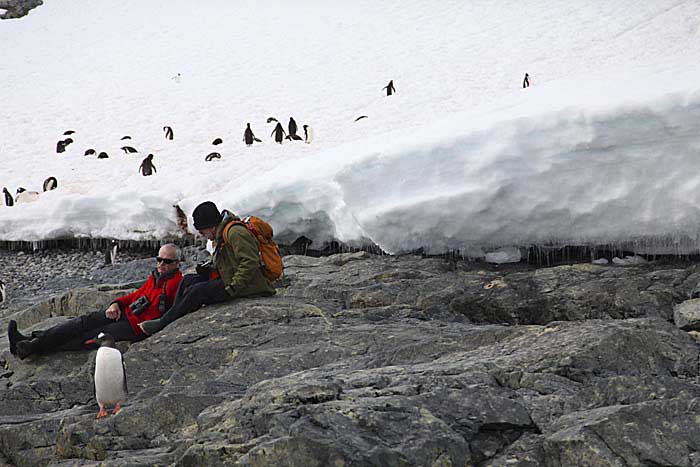 Gentoo Penguin (Pygoscelis papua)