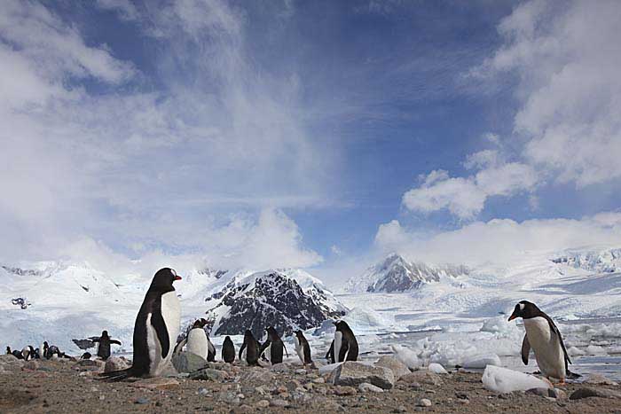 Gentoo Penguin (Pygoscelis papua)