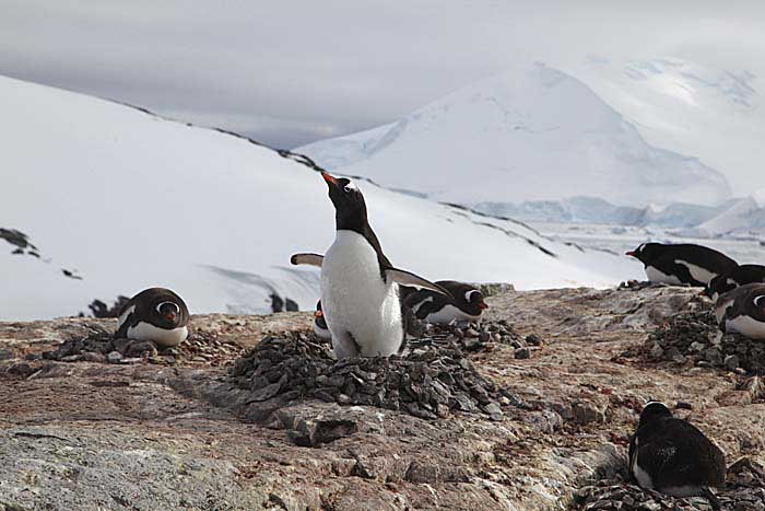 Gentoo Penguin (Pygoscelis papua)