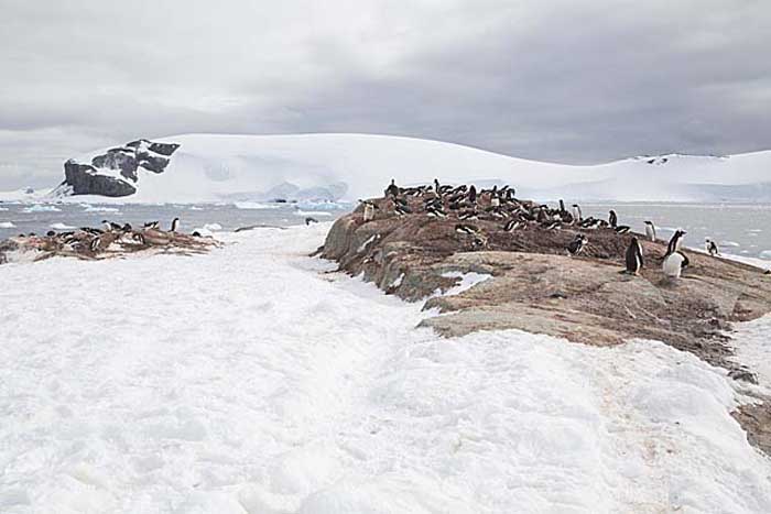 Gentoo Penguin (Pygoscelis papua)