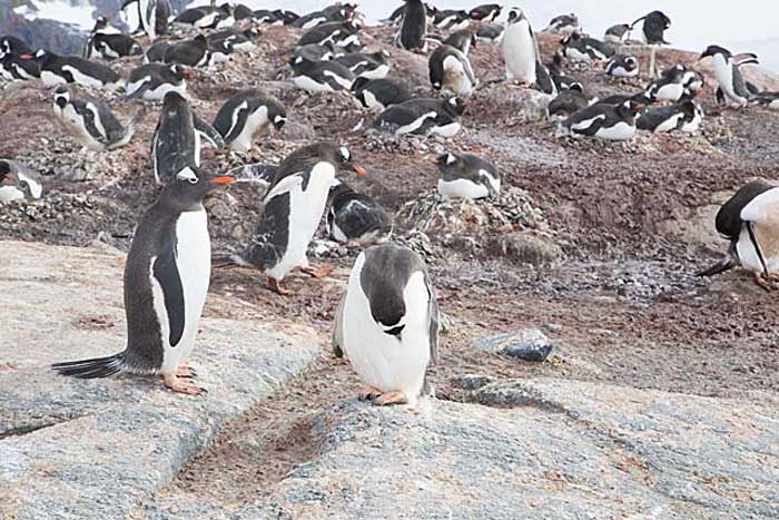 Gentoo Penguin (Pygoscelis papua)