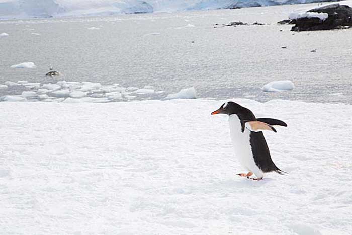 Gentoo Penguin (Pygoscelis papua)