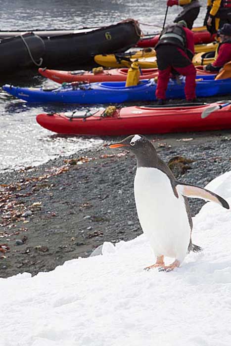 Gentoo Penguin (Pygoscelis papua)