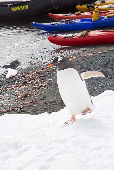 Gentoo Penguin (Pygoscelis papua)