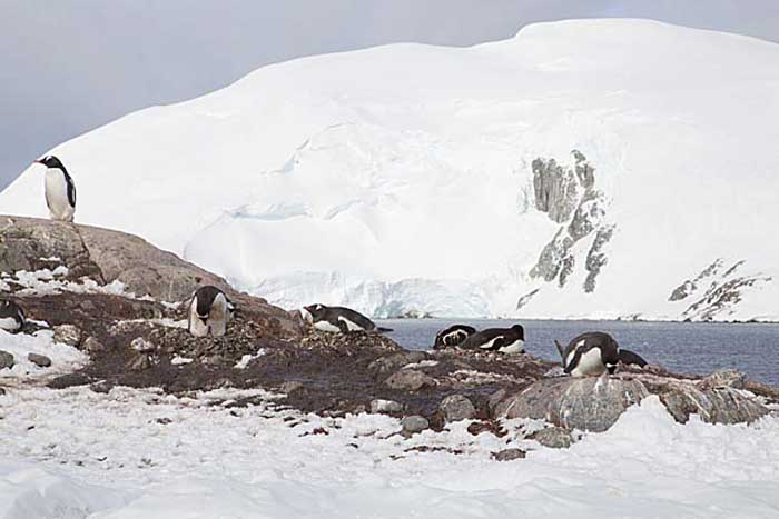 Gentoo Penguin (Pygoscelis papua)