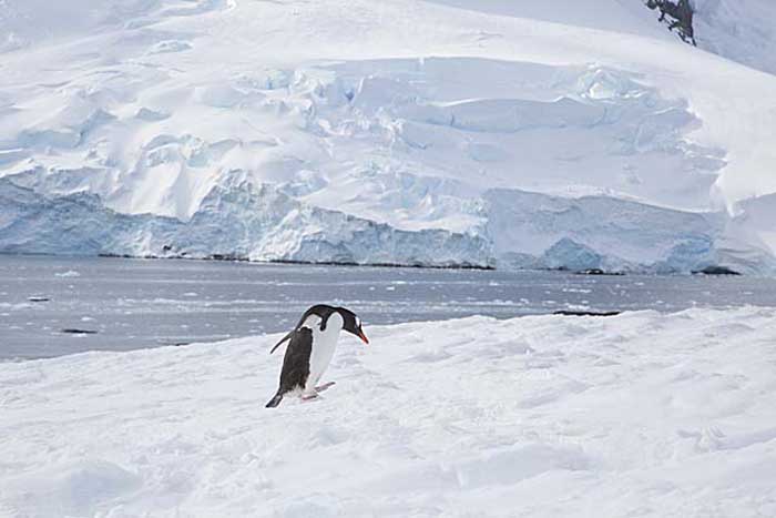 Gentoo Penguin (Pygoscelis papua)