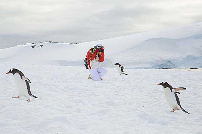 Gentoo Penguin (Pygoscelis papua)