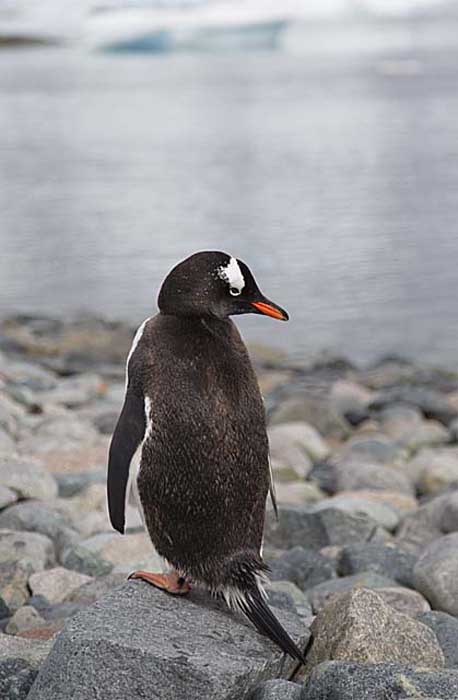 Gentoo Penguin (Pygoscelis papua)