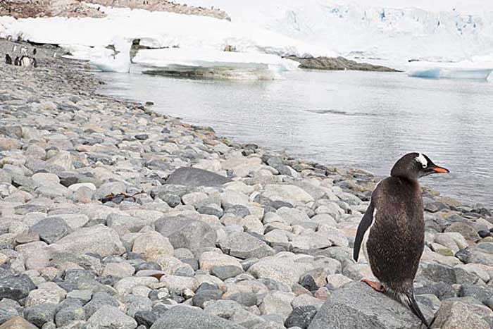 Gentoo Penguin (Pygoscelis papua)