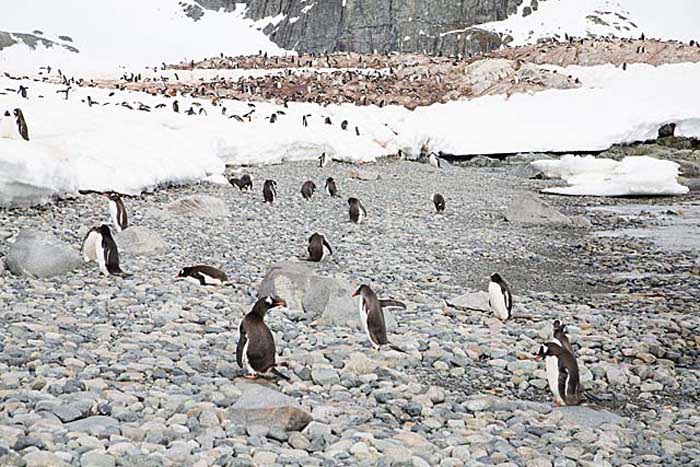 Gentoo Penguin (Pygoscelis papua)