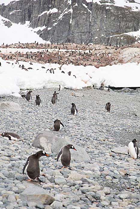 Gentoo Penguin (Pygoscelis papua)