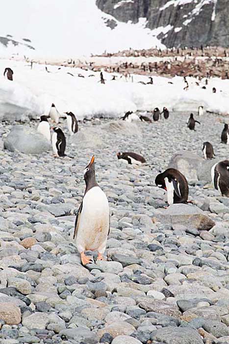 Gentoo Penguin (Pygoscelis papua)