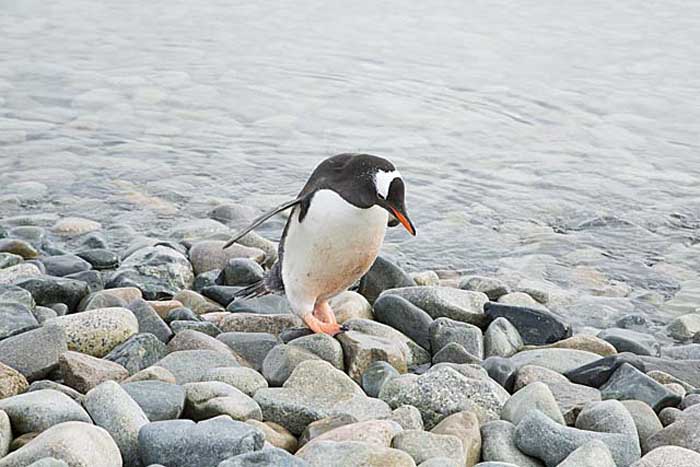 Gentoo Penguin (Pygoscelis papua)