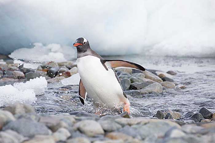 Gentoo Penguin (Pygoscelis papua)