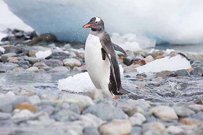 Gentoo Penguin (Pygoscelis papua)