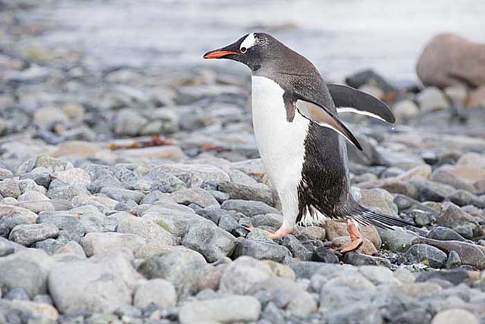 Gentoo Penguin (Pygoscelis papua)