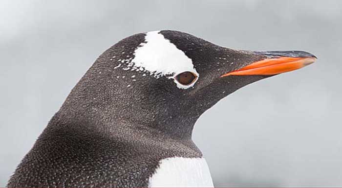 Gentoo Penguin (Pygoscelis papua)