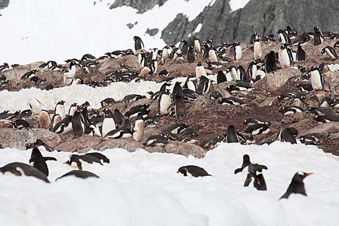 Gentoo Penguin (Pygoscelis papua)