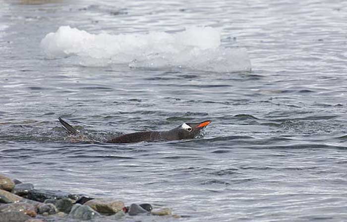 Gentoo Penguin (Pygoscelis papua)