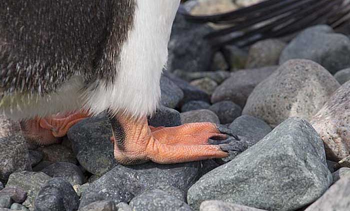 Gentoo Penguin (Pygoscelis papua)