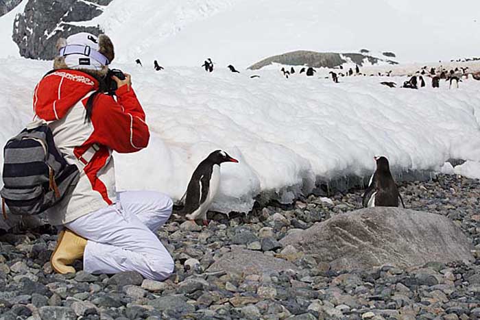 Gentoo Penguin (Pygoscelis papua)