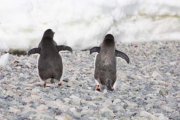 Gentoo Penguin (Pygoscelis papua)