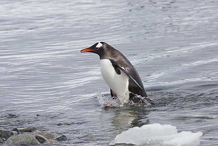 Gentoo Penguin (Pygoscelis papua)