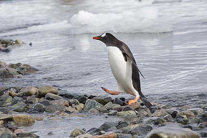 Gentoo Penguin (Pygoscelis papua)