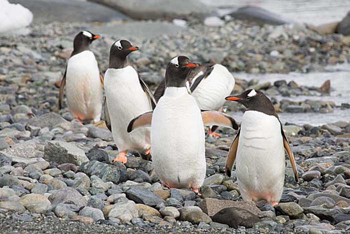 Gentoo Penguin (Pygoscelis papua)