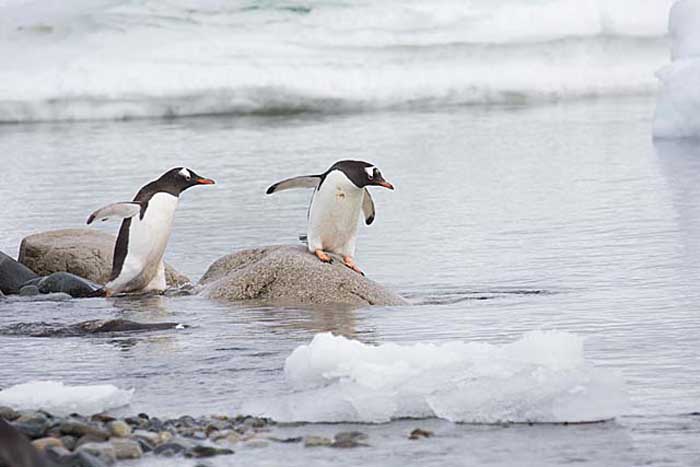 Gentoo Penguin (Pygoscelis papua)