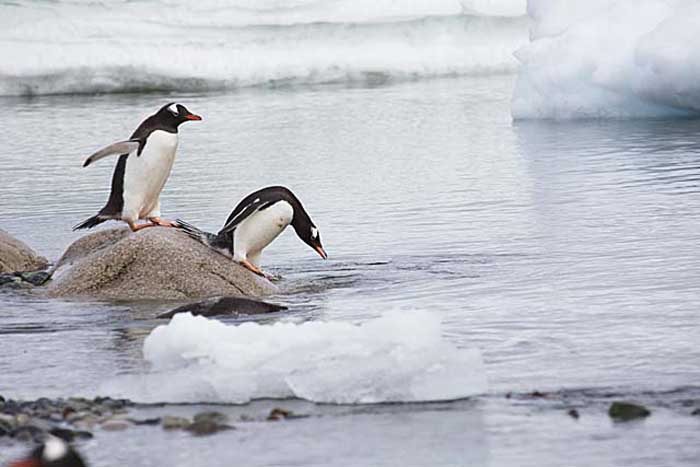 Gentoo Penguin (Pygoscelis papua)