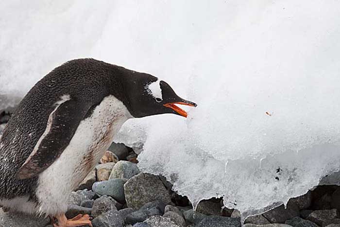 Gentoo Penguin (Pygoscelis papua)