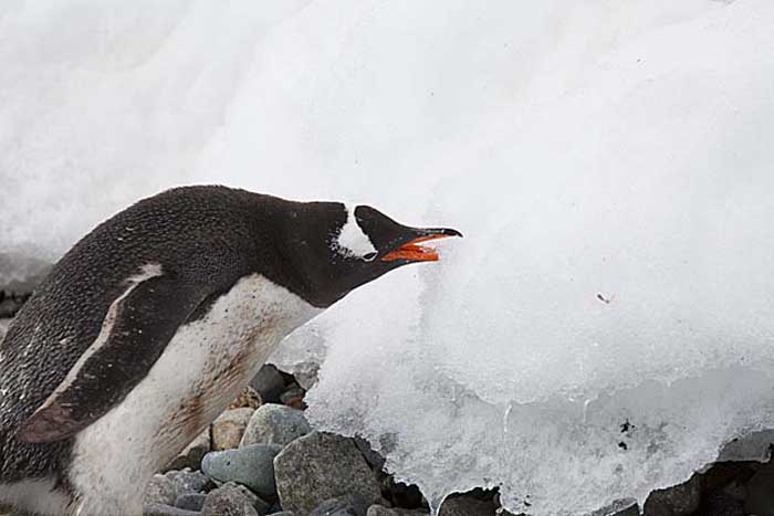 Gentoo Penguin (Pygoscelis papua)