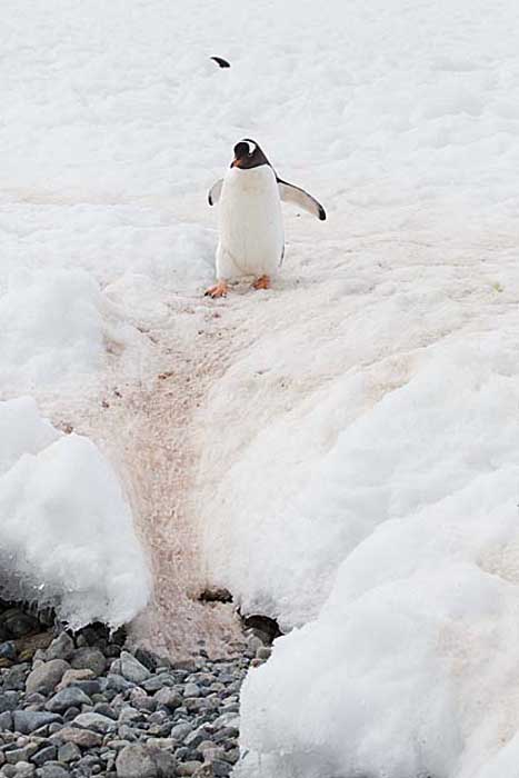 Gentoo Penguin (Pygoscelis papua)