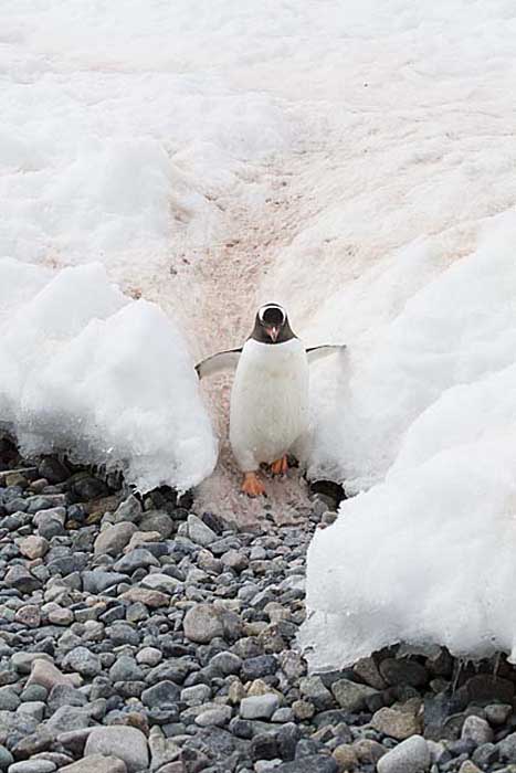 Gentoo Penguin (Pygoscelis papua)