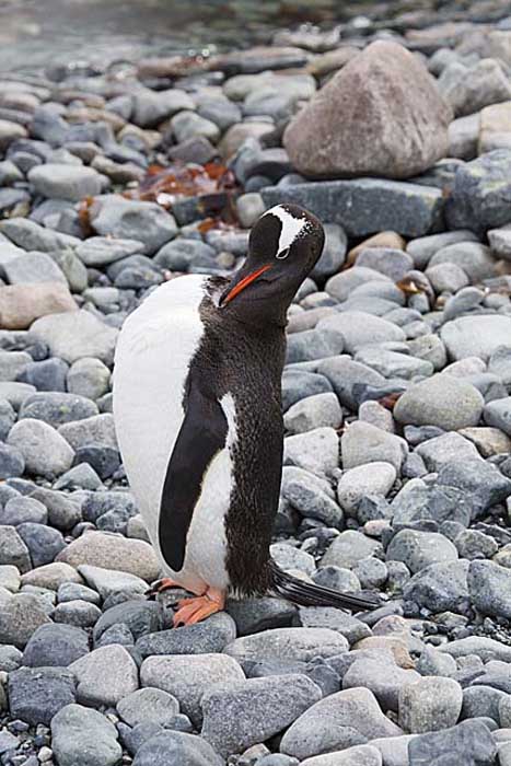 Gentoo Penguin (Pygoscelis papua)