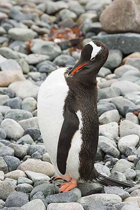 Gentoo Penguin (Pygoscelis papua)